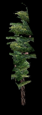 tree3.jpg